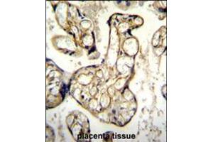EDN1 Antibody immunohistochemistry analysis in formalin fixed and paraffin embedded human placenta tissue followed by peroxidase conjugation of the secondary antibody and DAB staining. (Endothelin 1 抗体  (AA 111-138))