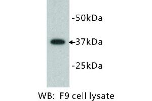 Image no. 1 for anti-Developmental Pluripotency Associated 2 (DPPA2) antibody (ABIN1112807) (DPPA2 抗体)