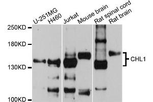 Western blot analysis of extracts of various cells, using CHL1 antibody. (CHL1 抗体)