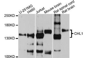 Western Blotting (WB) image for anti-Cell Adhesion Molecule with Homology To L1CAM (Close Homolog of L1) (CHL1) antibody (ABIN4903272)