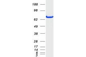 Western Blotting (WB) image for Protein tyrosine Phosphatase, Non-Receptor Type 11 (PTPN11) protein (Myc-DYKDDDDK Tag) (ABIN2730110)