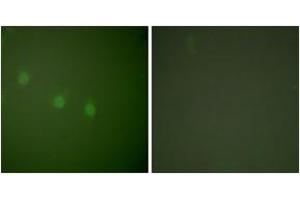 Immunofluorescence analysis of COS7 cells, using OCT2 Antibody. (Oct-2 抗体  (AA 1-50))