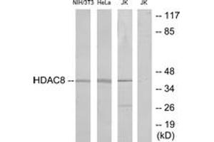 Western blot analysis of extracts from NIH-3T3/HeLa/Jurkat cells, , using HDAC8 (Ab-39) Antibody. (HDAC8 抗体  (AA 5-54))