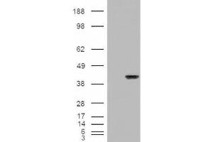 Western Blotting (WB) image for anti-Aryl Hydrocarbon Receptor Interacting Protein (AIP) (C-Term) antibody (ABIN2465373) (AIP 抗体  (C-Term))