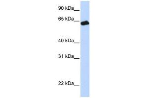 GHR antibody used at 1 ug/ml to detect target protein. (Growth Hormone Receptor 抗体  (N-Term))