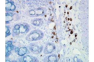 Immunohistochemistry analysis using Mouse Anti-Hsp90 Monoclonal Antibody, Clone D7alpha . (HSP90 抗体  (Biotin))