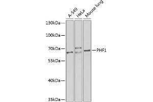 Western blot analysis of extracts of various cell lines, using PHF1 antibody (ABIN6128444, ABIN6145531, ABIN6145532 and ABIN6224513) at 1:1000 dilution. (PHF1 抗体  (AA 1-260))