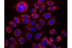 Immunofluorescence (IF) image for anti-Cytochrome C, Somatic (CYCS) antibody (ABIN2666071) (Cytochrome C 抗体)