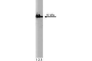 Western blot analysis of beta-Catenin on HeLa cell lysate. (beta Catenin 抗体  (AA 571-781))