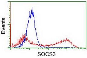 HEK293T cells transfected with either RC209305 overexpress plasmid (Red) or empty vector control plasmid (Blue) were immunostained by anti-SOCS3 antibody (ABIN2454662), and then analyzed by flow cytometry. (SOCS3 抗体)