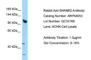 Western Blotting (WB) image for anti-SH3 and Multiple Ankyrin Repeat Domains 2 (SHANK2) (C-Term) antibody (ABIN2789713) (SHANK2 抗体  (C-Term))