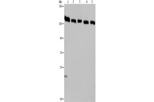 Western Blotting (WB) image for anti-Importin 4 (IPO4) antibody (ABIN2423661) (Importin 4 抗体)
