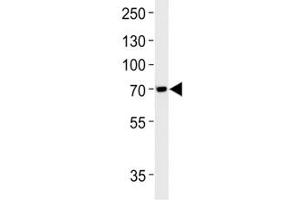 Anti-TAU antibody western blot analysis in SH-SY5Y lysate