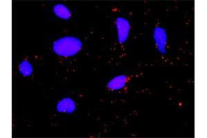 Proximity Ligation Analysis of protein-protein interactions between FGA and F2. (FGA 抗体  (AA 1-218))