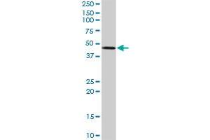 STYK1 MaxPab rabbit polyclonal antibody. (STYK1 抗体  (AA 1-422))