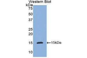 Western Blotting (WB) image for anti-Interleukin 8 (IL8) (AA 23-101) antibody (ABIN3201276) (IL-8 抗体  (AA 23-101))