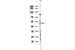 Western blot analysis of lysates from HUVEC cells(LPS 4h treatment), using Z Antibody at 1/1000 dilution.