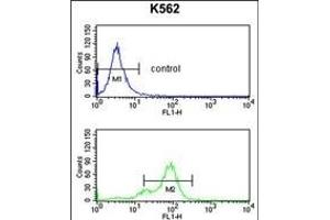 SNRPC Antibody (C-term) (ABIN389354 and ABIN2839460) flow cytometry analysis of K562 cells (bottom histogram) compared to a negative control cell (top histogram). (SNRPC 抗体  (C-Term))