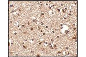 Immunohistochemistry of JPH4 in human brain tissue with this product at 2. (Junctophilin 4 抗体  (C-Term))