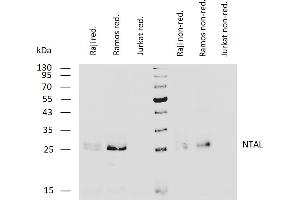 LAT2 抗体  (Cytoplasmic Domain)