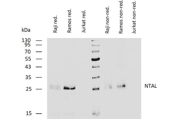 LAT2 抗体  (Cytoplasmic Domain)