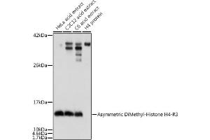 Western blot analysis of extracts of various cell lines, using Asymmetric DiMethyl-Histone H4-R3 antibody (ABIN3016059, ABIN3016060, ABIN3016061, ABIN1680261 and ABIN6219537) at dilution. (Histone H4 抗体  (2meArg3))