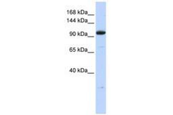 ZFP112 anticorps  (N-Term)