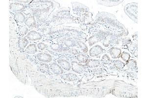 anti-RNA Polymerase II (pSer2) antibody