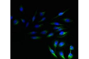 Immunofluorescent analysis of Hela cells using ABIN7161207 at dilution of 1:100 and Alexa Fluor 488-congugated AffiniPure Goat Anti-Rabbit IgG(H+L) (Neurensin 1 抗体  (AA 1-65))