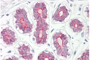 Image no. 2 for anti-Cytochrome P450, Family 2, Subfamily B, Polypeptide 6 (CYP2B6) (AA 215-264) antibody (ABIN6749723) (CYP2B6 抗体  (AA 215-264))