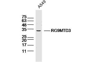 A549 lysates probed with RG9MTD3 Polyclonal Antibody, Unconjugated  at 1:300 dilution and 4˚C overnight incubation. (RG9MTD3 抗体  (AA 101-200))