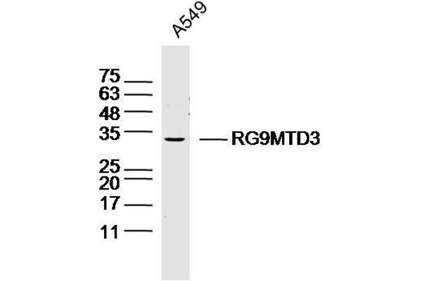 RG9MTD3 抗体  (AA 101-200)