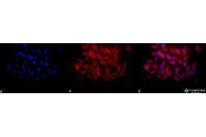 Immunocytochemistry/Immunofluorescence analysis using Rabbit Anti-Hsp27 Polyclonal Antibody . (HSP27 抗体  (Biotin))