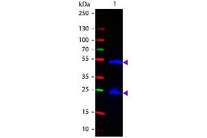 Western Blot of Fluorescein conjugated Goat anti-Rat IgG secondary antibody.