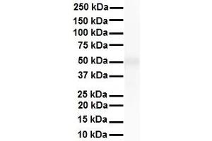 Western Blotting (WB) image for anti-Tripartite Motif Containing 10 (TRIM10) (N-Term) antibody (ABIN2775965)