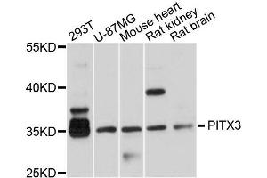 Western blot analysis of extracts of various cells, using PITX3 antibody. (PITX3 抗体)