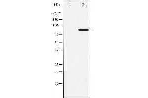 Western Blotting (WB) image for anti-Signal Transducer and Activator of Transcription 3 (Acute-Phase Response Factor) (STAT3) (pSer727) antibody (ABIN6256411)