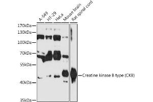 Western blot analysis of extracts of various cell lines, using Creatine kinase B type (Creatine kinase B type (CKB)) antibody (ABIN6127630, ABIN6138649, ABIN6138651 and ABIN6216334) at 1:3000 dilution. (CKB 抗体  (AA 182-381))