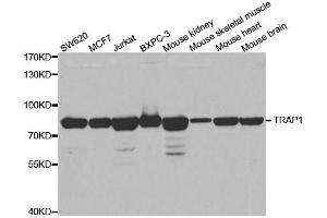 Western blot analysis of extracts of various cell lines, using TRAP1 antibody. (TRAP1 抗体)