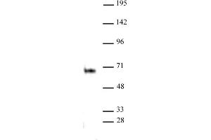 Elk-1 antibody (pAb) tested by Immunoprecipitation. (ELK1 抗体  (C-Term))