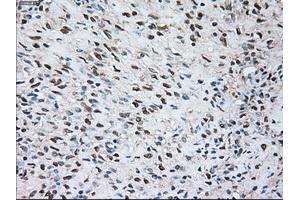 Immunohistochemical staining of paraffin-embedded Kidney tissue using anti-SIGLEC9mouse monoclonal antibody. (SIGLEC9 抗体)