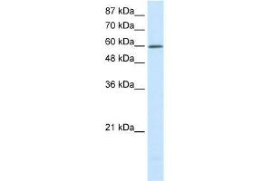 Western Blotting (WB) image for anti-Solute Carrier Family 30 (Zinc Transporter), Member 9 (SLC30A9) (N-Term) antibody (ABIN1109559)