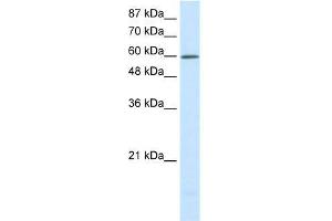 Human HepG2; WB Suggested Anti-SLC30A9 Antibody Titration: 0. (SLC30A9 抗体  (N-Term))