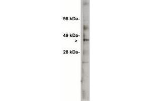 Image no. 1 for anti-UDP-Glucose Ceramide Glucosyltransferase (UGCG) antibody (ABIN201738) (UGCG 抗体)