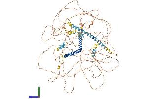 Protein Structure (PS) image for Mastermind-Like 1 (MAML1) (AA 1-1016) protein (His tag) (ABIN7554478)