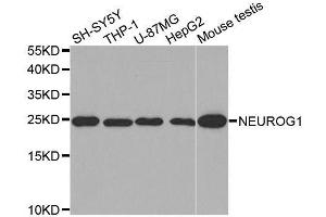 Western blot analysis of extracts of various cell lines, using NEUROG1 antibody. (Neurogenin 1 抗体)