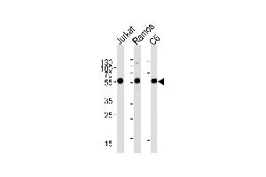 CALR Antibody (Center) (ABIN390885 and ABIN2841096) western blot analysis in Jurkat,Ramos,rat C6 cell line lysates (35 μg/lane).