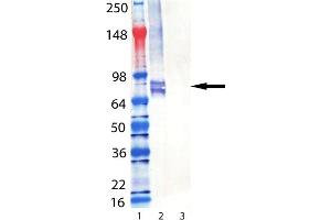 Western Blot analysis of Perforin (mouse) mAb (CB5. (Perforin 1 抗体  (AA 98-534))