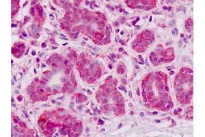 Immunohistochemistry (IHC) image for anti-Extended Synaptotagmin 2 (ESYT2) (AA 564-921) antibody (ABIN1804320)