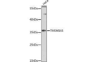 Western blot analysis of extracts of HeLa cells, using TMEM165 Rabbit pAb (ABIN7270956) at 1:1000 dilution. (TMEM165 抗体  (AA 172-230))